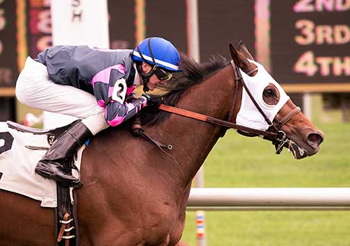 The consistent Rose Brier is shown winning the 2015 Bert Allen Stakes at Laurel Park. He also won the '14 edition. Photo courtesy of Jim McCue.