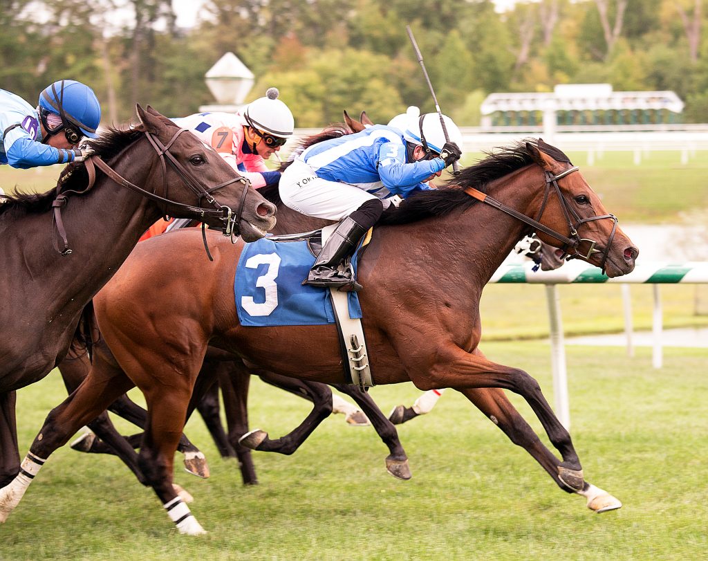 Away We Go, bred by Carolyn Nicewonder, won the $60,000 Jamestown Stakes at Laurel in 2015. Photo by Jim McCue.