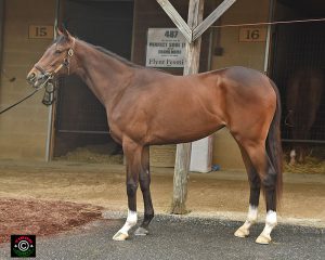 #226 is a Virginia-bred filly by Flower Alley out of Sketch Book by Stormy Atlantic
