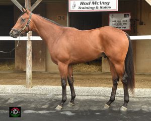 #503 is a Virginia-bred colt by Discreetly Mine out of Enterprise Beach by El Prado (IRE)