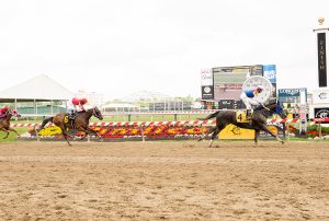 Royal Caviar's 3 1/4 length win at Pimlico June 5th was his 3rd from 6 starts this year. Photo by Jim McCue.