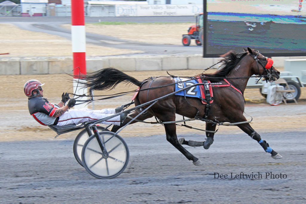 B Blissful won his fifth straight race in Saturday's ninth race at Shenandoah Downs. Jimmy Viars trains the classy 12 year old. Photo by Dee Leftwich.