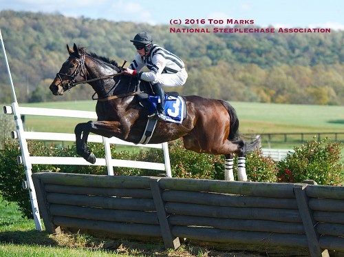 Grand Manan won the 2016 International Gold Cup October 22nd at Great Meadow. Photo by Tod Marks, from NSA website