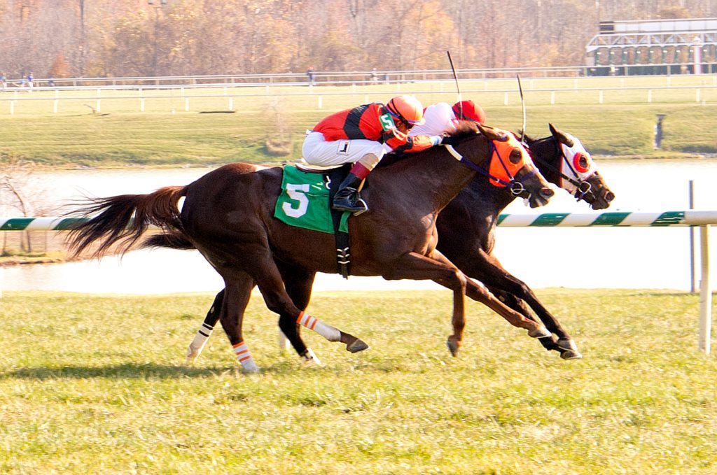Awake The Day, sent off at 42-1, upset the field and paid $87.60 to win November 19th at Laurel. Photo by Jim McCue. 