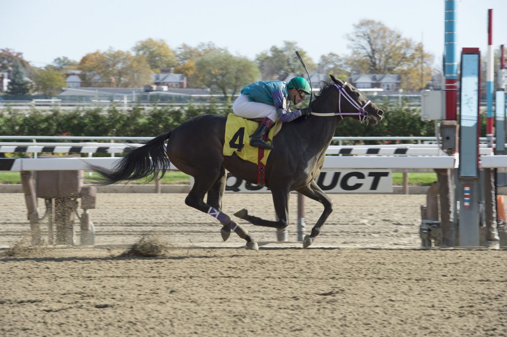 Chorus Line won by eight lengths in a $58,000 starter race November 4th at Aqueduct. Photo  by Adam Coglianese.