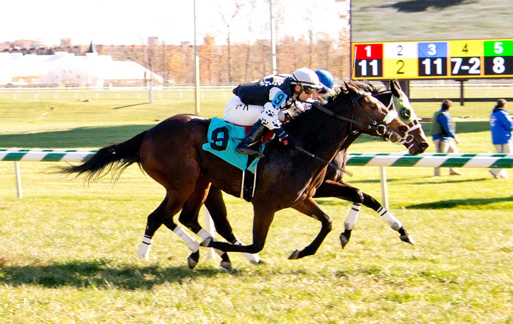 4 year old filly My Vixen had a gate to wire win November 13th at Laurel to break her maiden. Photo by Jim McCue.