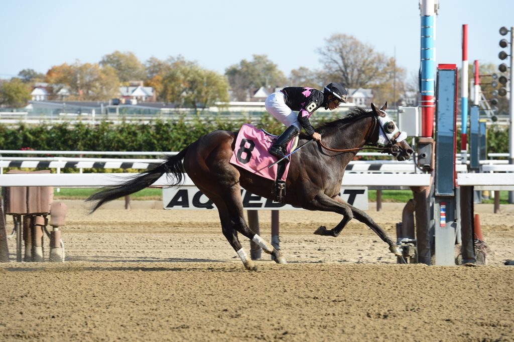 Realm, co-owned by Barclay Tagg, captured a $67,000 allowance race at Aqueduct November 5th. Photo by Adam Coglianese.