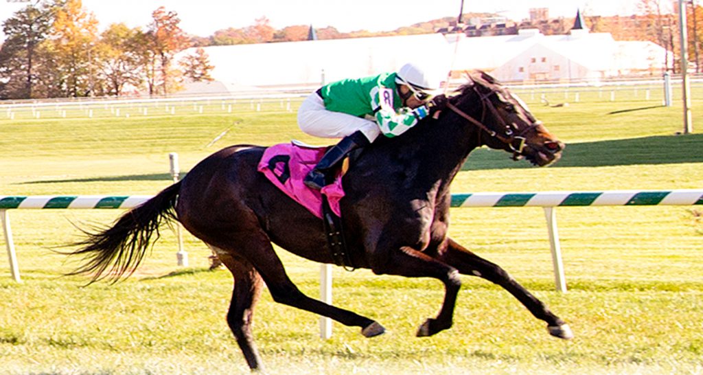 Northern Eclipse, winner at Laurel November 4th, was claimed for $16,000. Photo by Jim McCue.