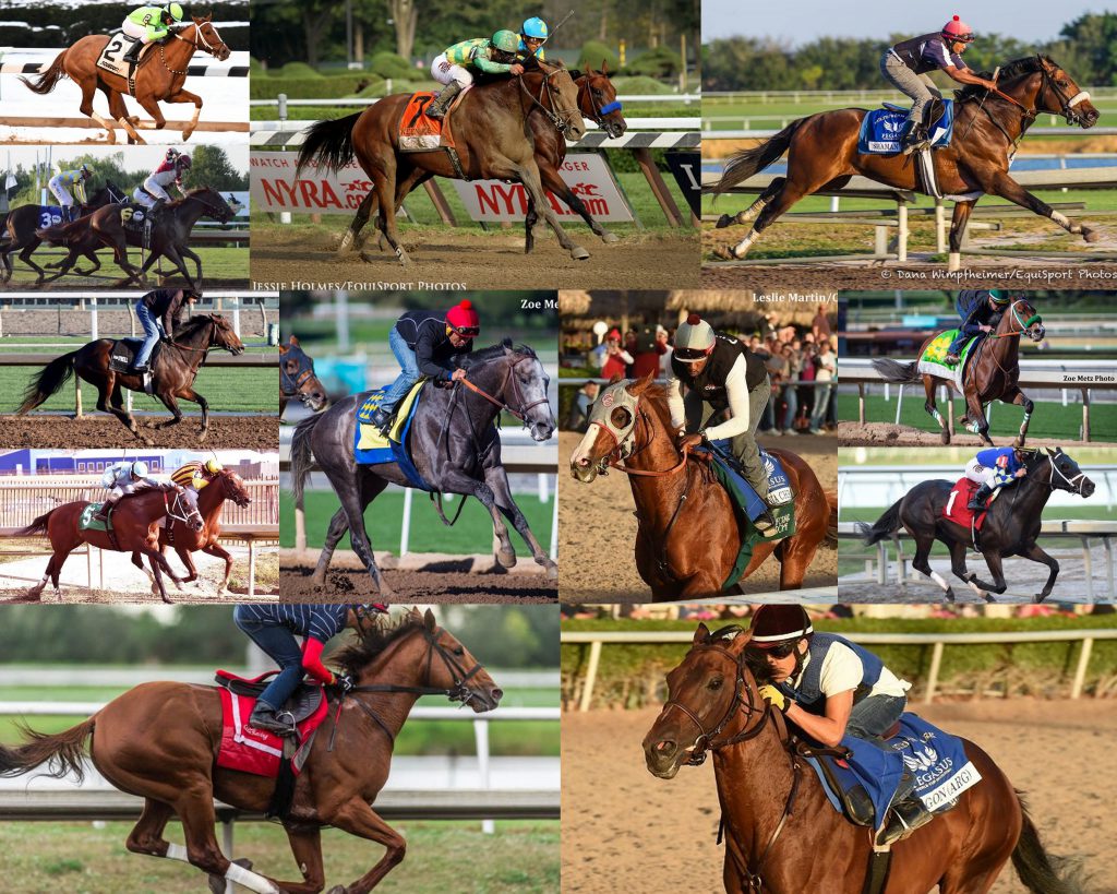 Here's a collage of all 12 horses competing in the Pegasus World Cup, from The Paulick Report.