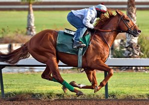 Dortmund, now trained by Art Sherman, will try turf in the Grade I Frank Kilroe Mile March 11 at Santa Anita. Photo by Gary Tasich.