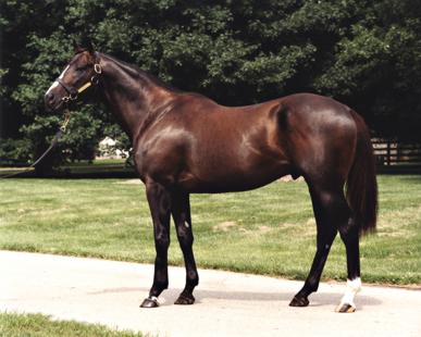 Mid Atlantic Powerhouse Sire Jump Start Dies At Age Virginia Horse Racing